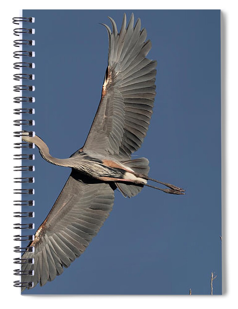 Great Blue Heron Spiral Notebook featuring the photograph Impressive Wingspan of the Great Blue Heron. by Paul Martin