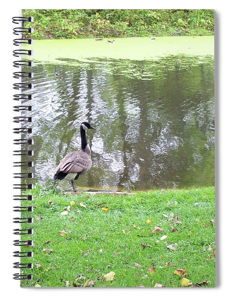 Canada Goose Spiral Notebook featuring the photograph In Between by Mary Mikawoz