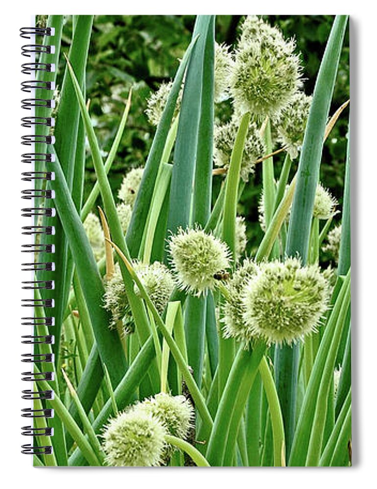 Photo. Onion Spiral Notebook featuring the photograph In the Onion Garden by Anthony M Davis