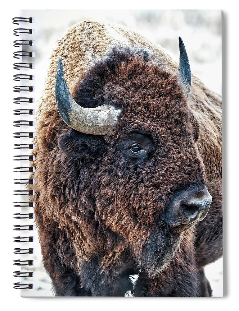 Olena Art Spiral Notebook featuring the photograph In The Presence of Bison in Rocky Mountain Arsenal National Wildlife Refuge by O Lena