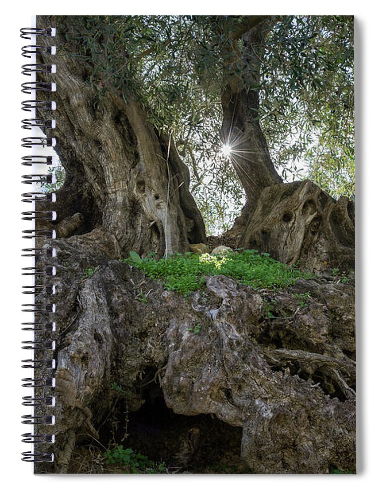 Olive Spiral Notebook featuring the photograph In the shade of the olive tree by Adriana Mueller