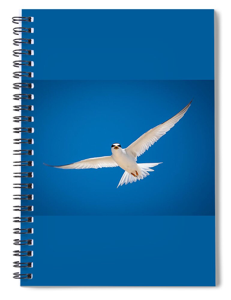 Bird Spiral Notebook featuring the photograph Incoming by Linda Bonaccorsi