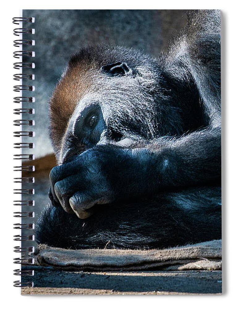 Animals Spiral Notebook featuring the photograph Insomnia by David Levin