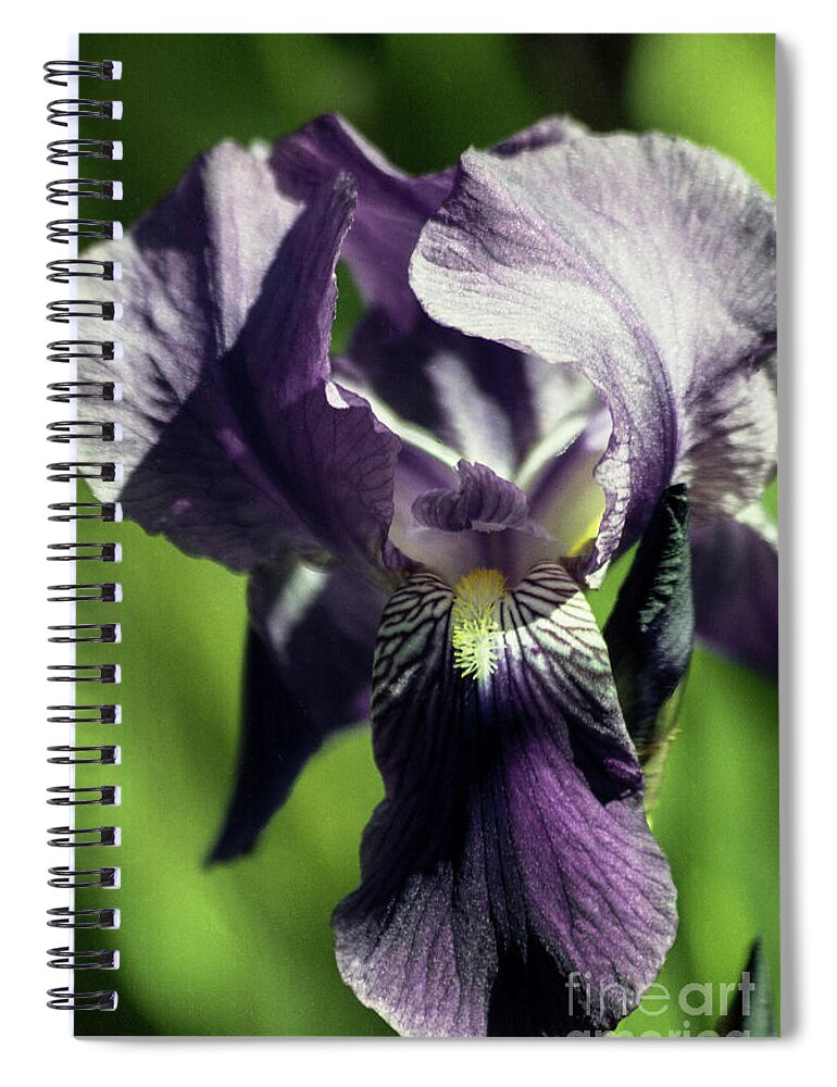 Arizona Spiral Notebook featuring the photograph Into the World of the Iris by Kathy McClure