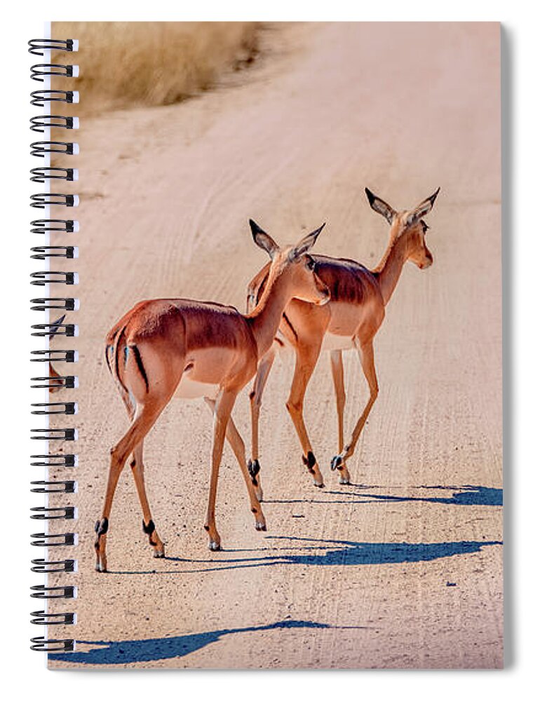 South Africa Spiral Notebook featuring the photograph Intrepid Trio in Kruger National Park by Marcy Wielfaert