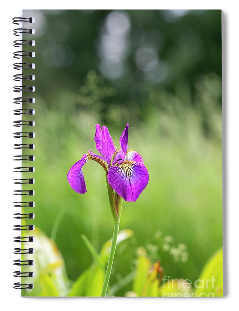 Iris Sibirica Spiral Notebook featuring the photograph Iris Sibirica Sparkling Rose in an English Garden by Tim Gainey