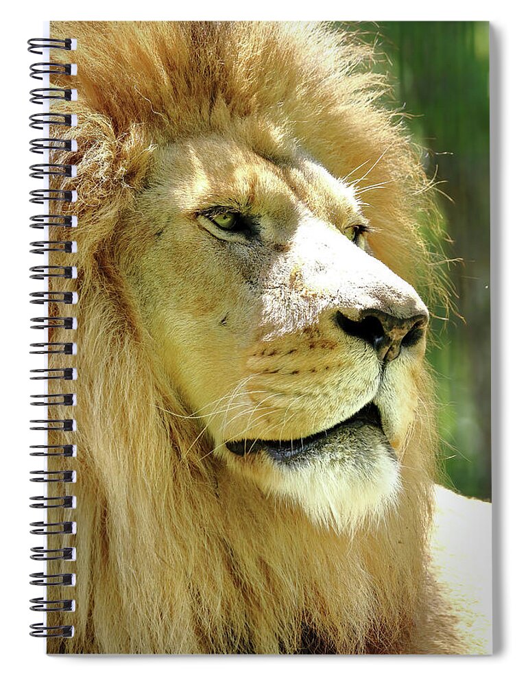 Lion Spiral Notebook featuring the photograph Is This My Good Side by Lens Art Photography By Larry Trager