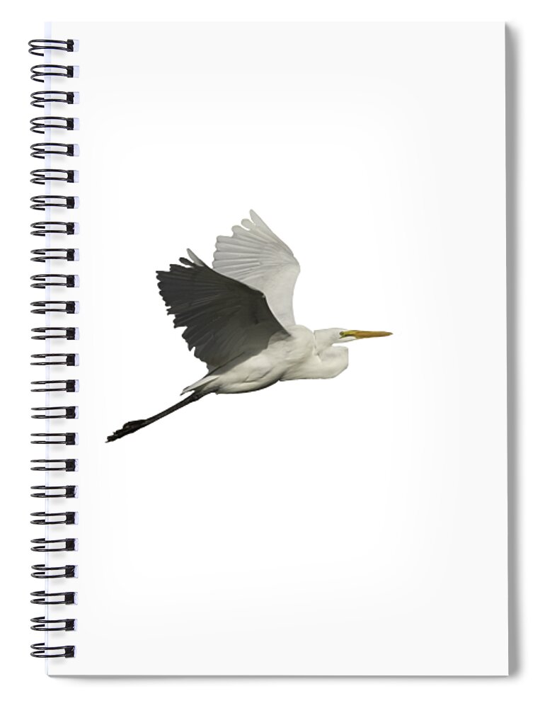 Great Egret Spiral Notebook featuring the photograph Isolated Great Egret 2016 by Thomas Young