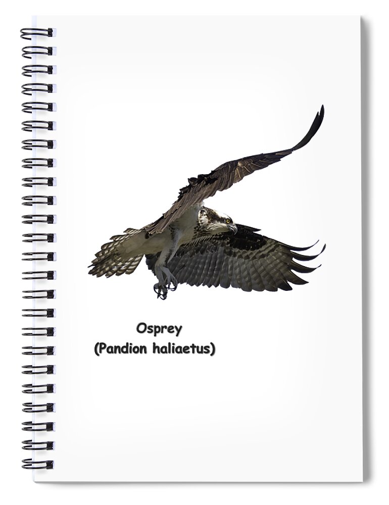 Osprey Spiral Notebook featuring the photograph Isolated Osprey 2021-2-A by Thomas Young