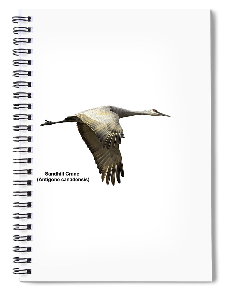 Sandhill Crane Spiral Notebook featuring the photograph Isolated Sandhill Crane 2-2021 by Thomas Young