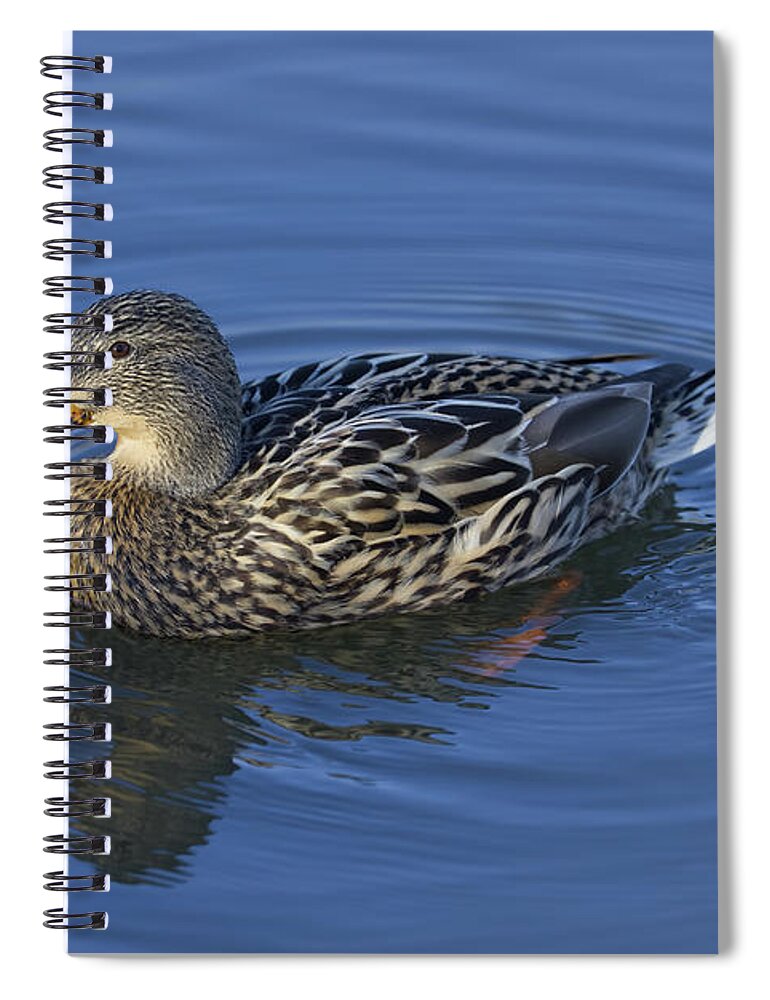 Bird Spiral Notebook featuring the photograph It's Mallard Time by Loyd Towe Photography