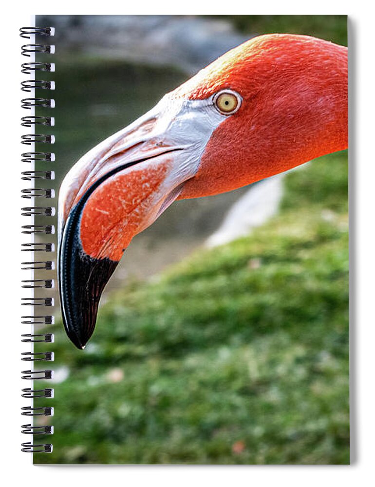 Africa Spiral Notebook featuring the photograph I've Got My Eye on You by David Levin