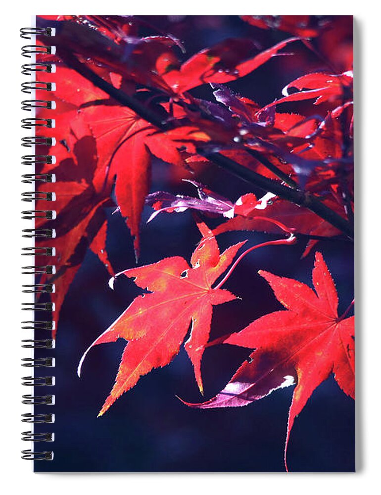 Trees Spiral Notebook featuring the photograph Japanese Maple Leaves by Trina Ansel