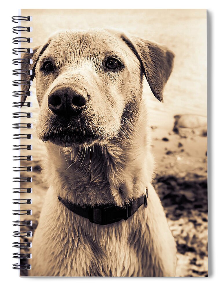  Spiral Notebook featuring the photograph Jasper by Dmdcreative Photography