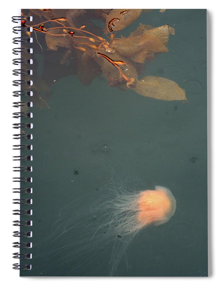 Sea Spiral Notebook featuring the photograph Jellofish And The Seaweedsies Turn East by Kreddible Trout