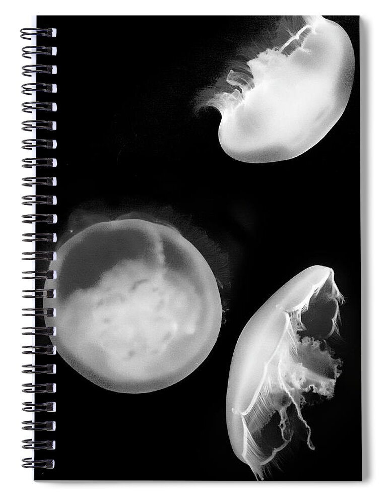 Aquarium Spiral Notebook featuring the photograph Jelly trio by Gina Cinardo