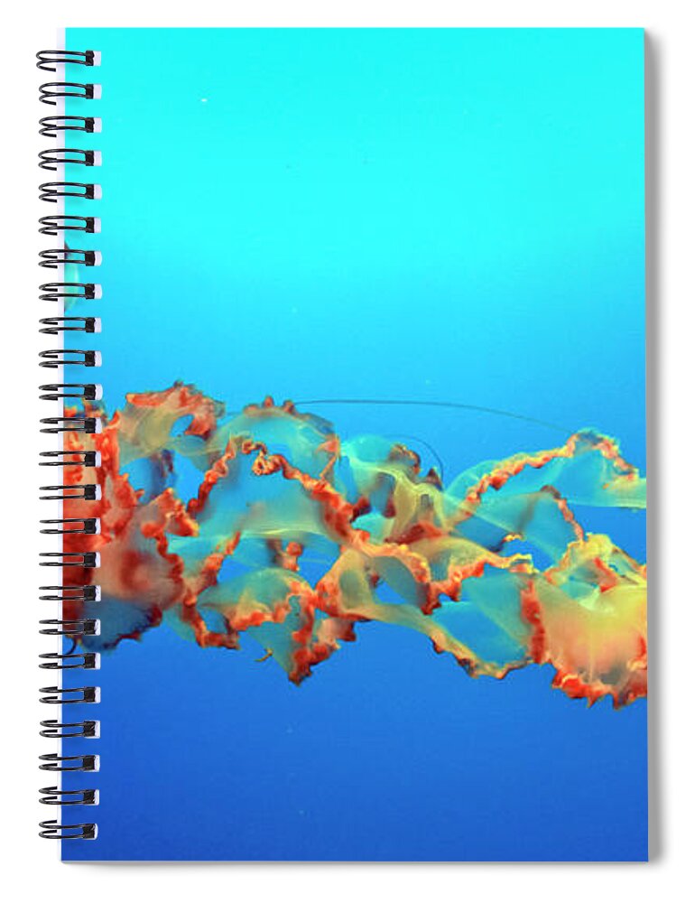 Sea Creatures Spiral Notebook featuring the photograph Jellyfish by Eyes Of CC