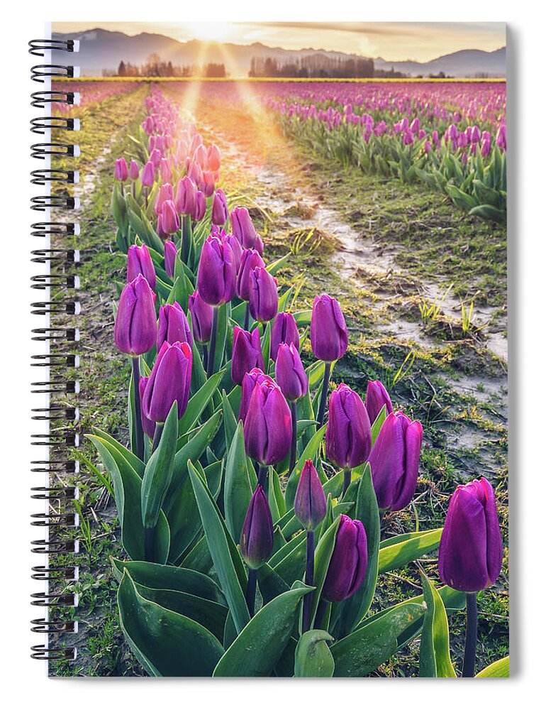 Tulips Spiral Notebook featuring the photograph Jewel Tone Tulips by Michael Rauwolf