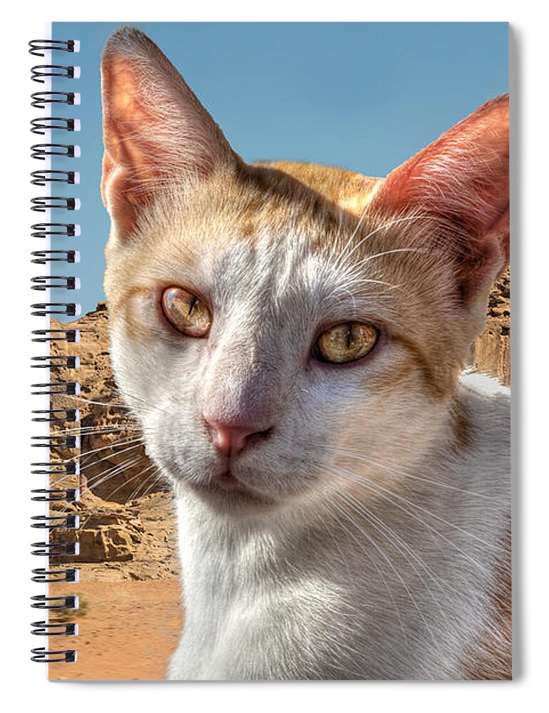 Cat Spiral Notebook featuring the photograph Jordanian Cat by Richard Goldman