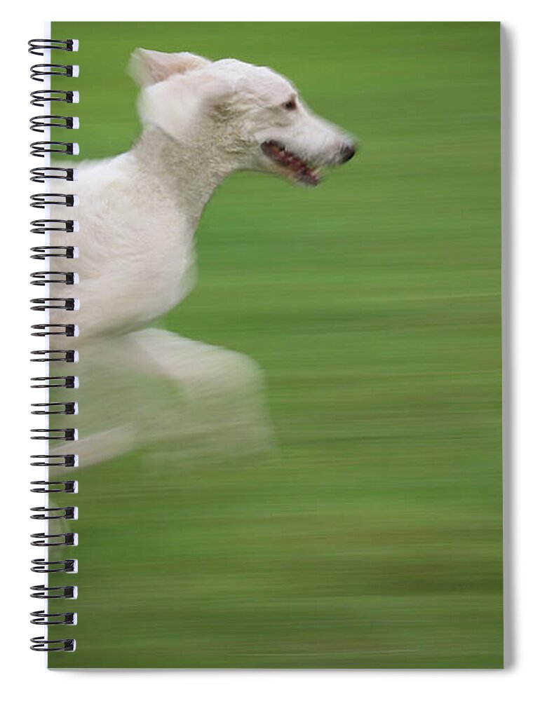 Dog Spiral Notebook featuring the photograph Joy by M Kathleen Warren