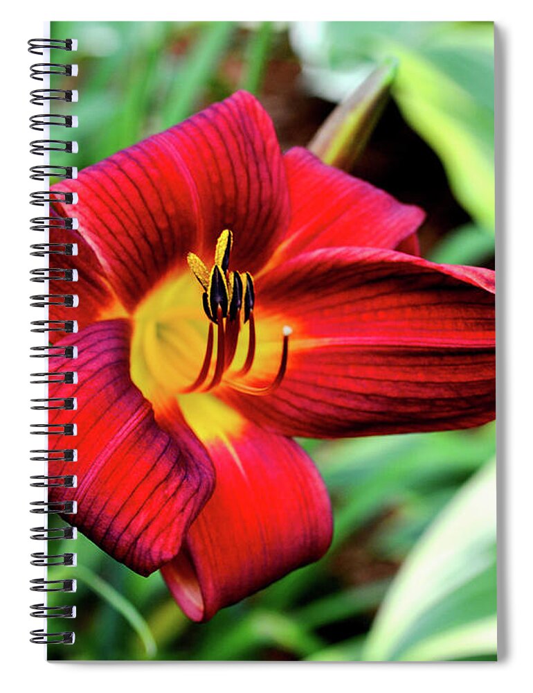 Red Lily Spiral Notebook featuring the photograph July Day Lily by Susie Loechler