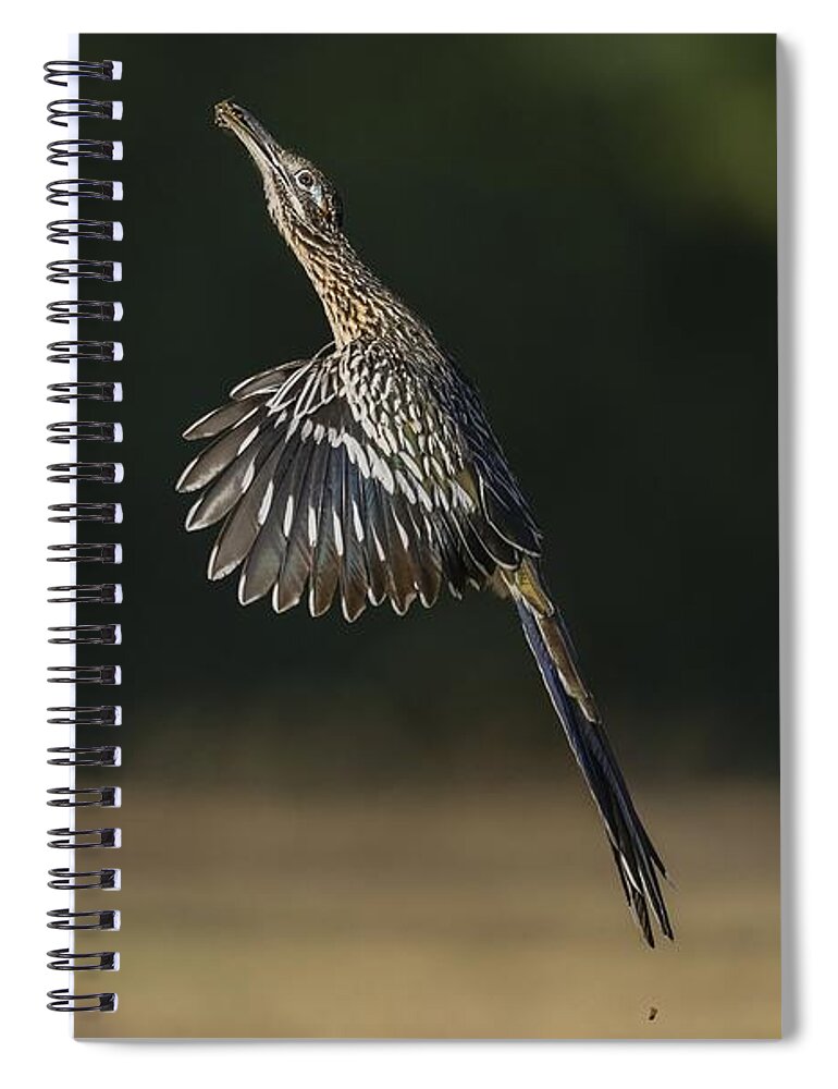 Greater Roadrunner Spiral Notebook featuring the photograph Jumping to Feed by Puttaswamy Ravishankar