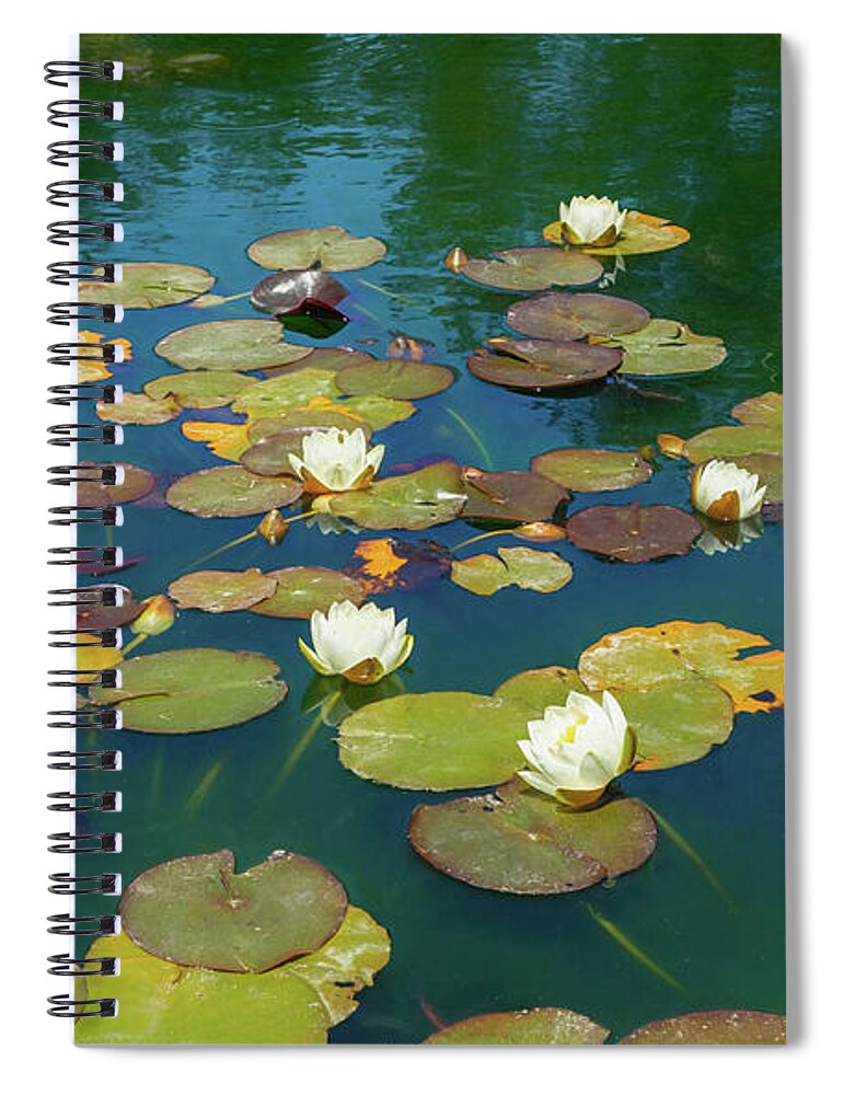 Water Lily Spiral Notebook featuring the photograph June Water Lilies on Pond by Bonnie Follett