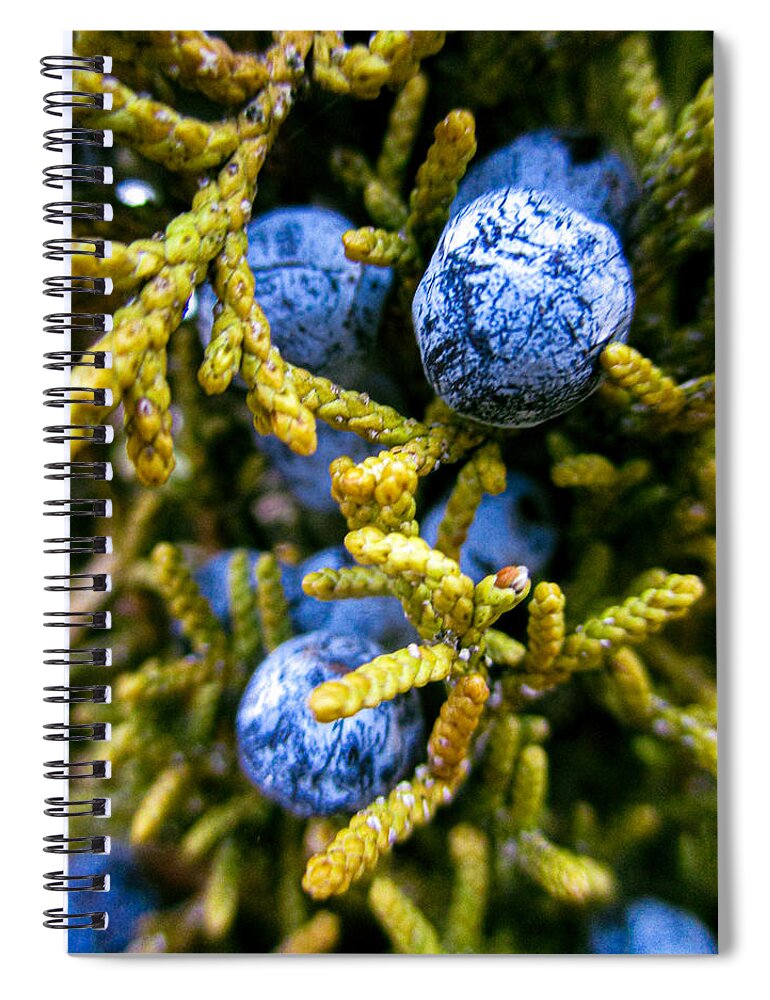 Juniper Spiral Notebook featuring the photograph Juniper Berries by W Craig Photography