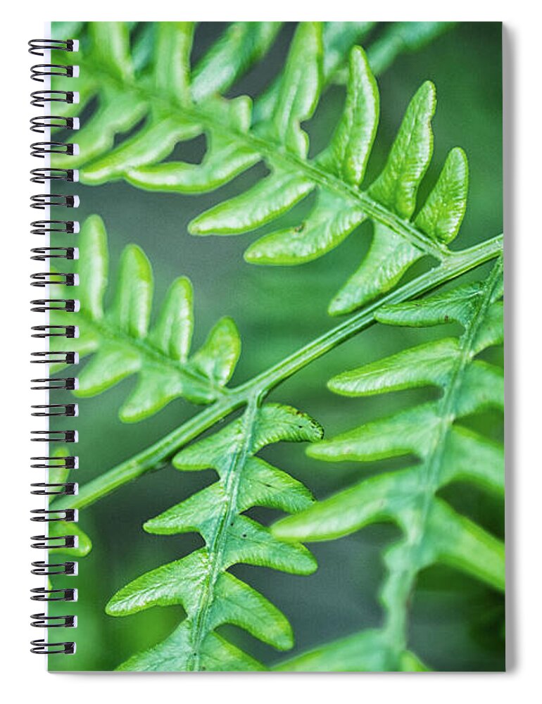 Fern Spiral Notebook featuring the photograph Just a Closeup of a Wild Fern by Bob Decker