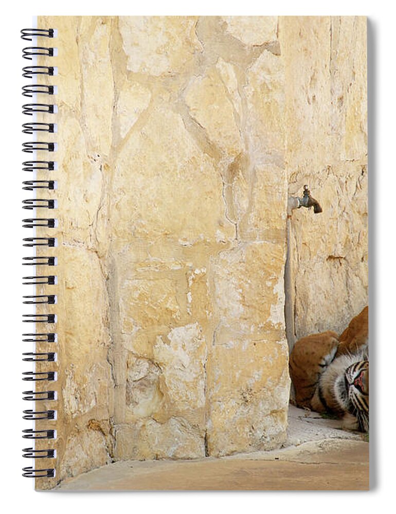 Tiger Spiral Notebook featuring the photograph Just Chillin' by Melissa Southern
