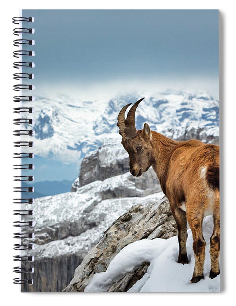 Nature Spiral Notebook featuring the photograph Just Goating Around by Rick Deacon