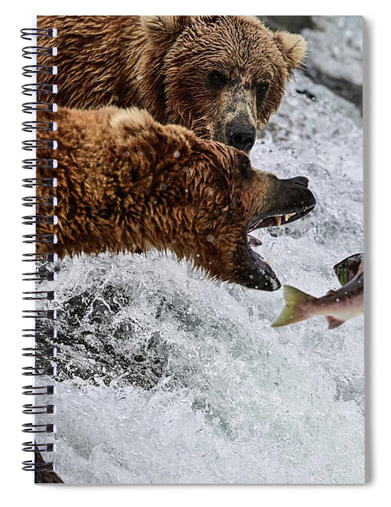 Ursus Arctos Gyas Spiral Notebook featuring the photograph Just Out of Reach - Alaska Brown Bear Fishing by Amazing Action Photo Video