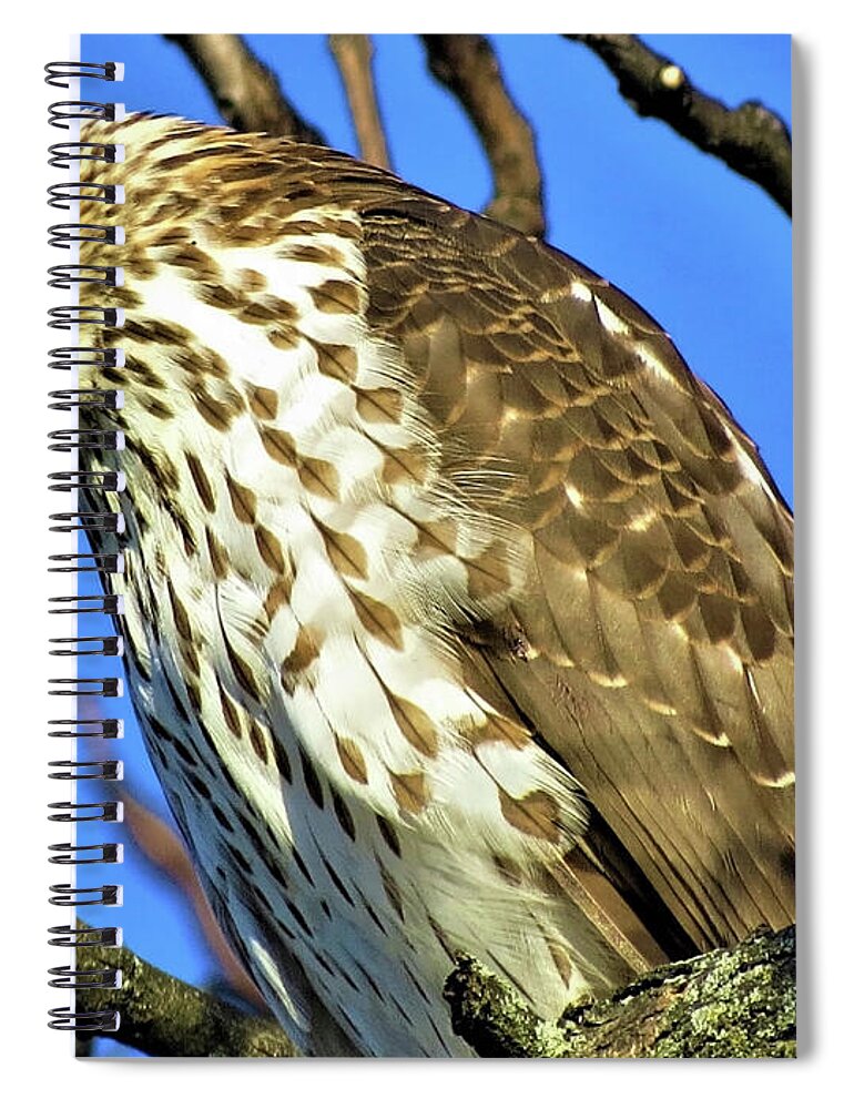 Hawks Spiral Notebook featuring the photograph Juvenile Coopers Hawk Are you talkin' to me? by Linda Stern
