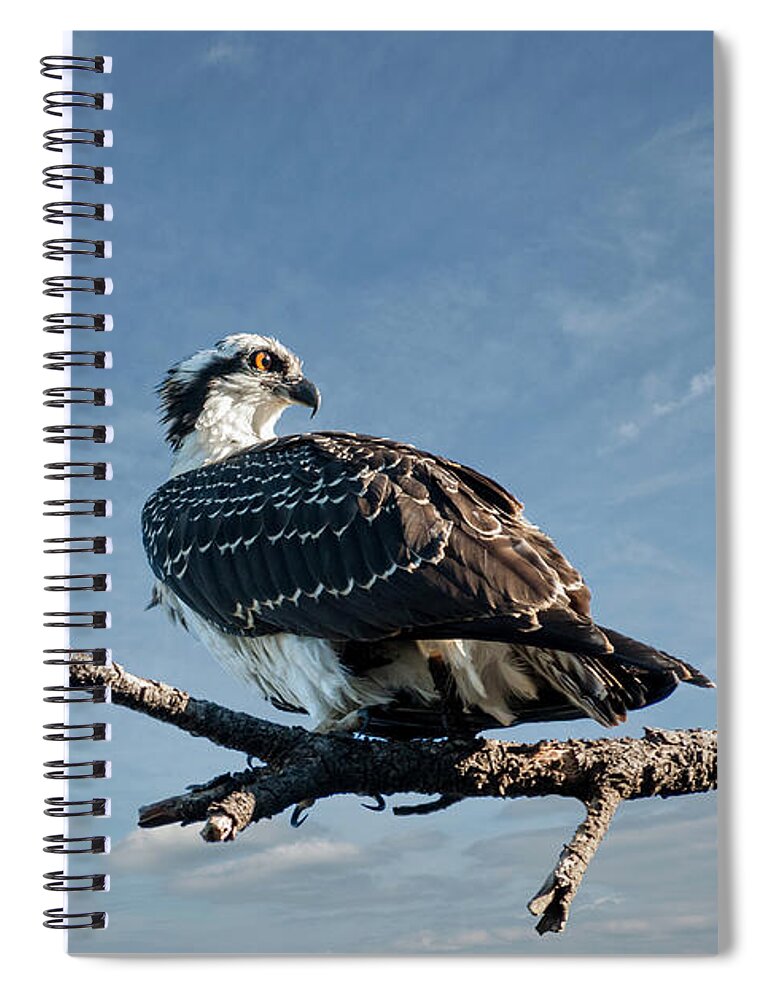 Animal Spiral Notebook featuring the photograph Juvenile Osprey Perched in a Tree by Jeff Goulden