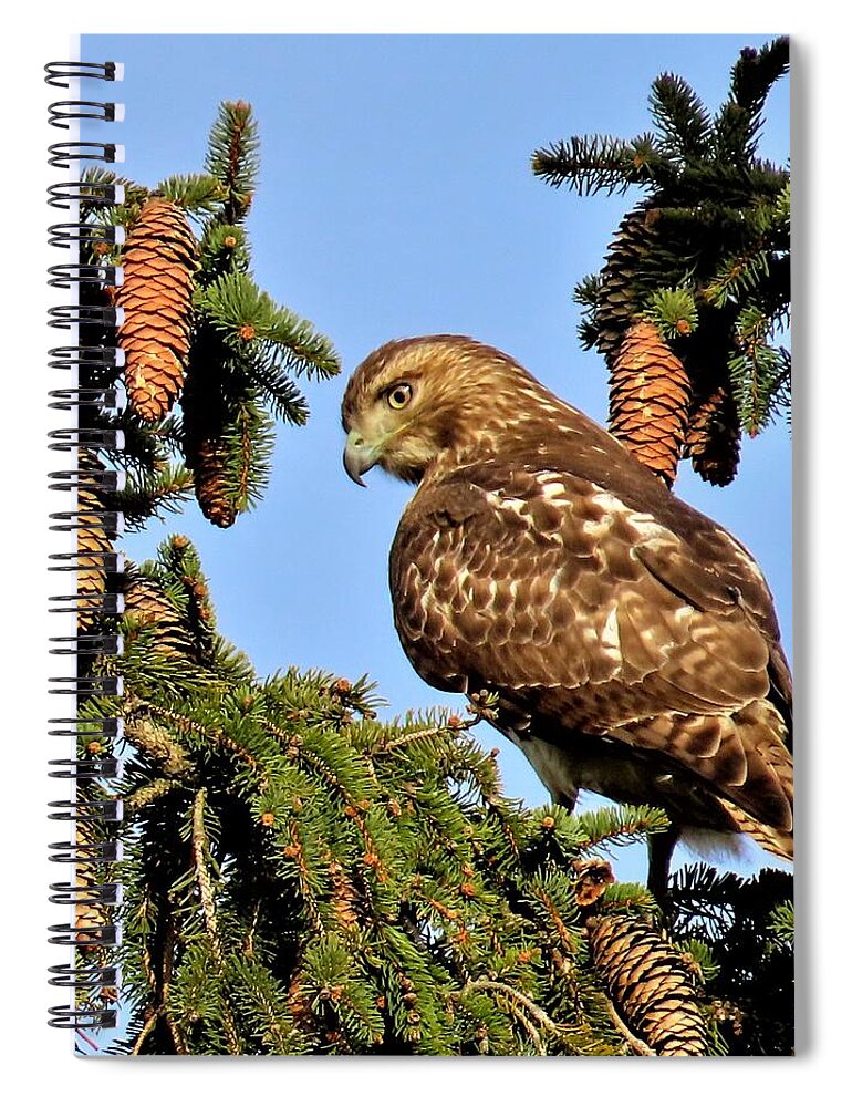 Birds Spiral Notebook featuring the photograph Juvenile Red-Tailed Hawk Perched Among the Pine Cones by Linda Stern