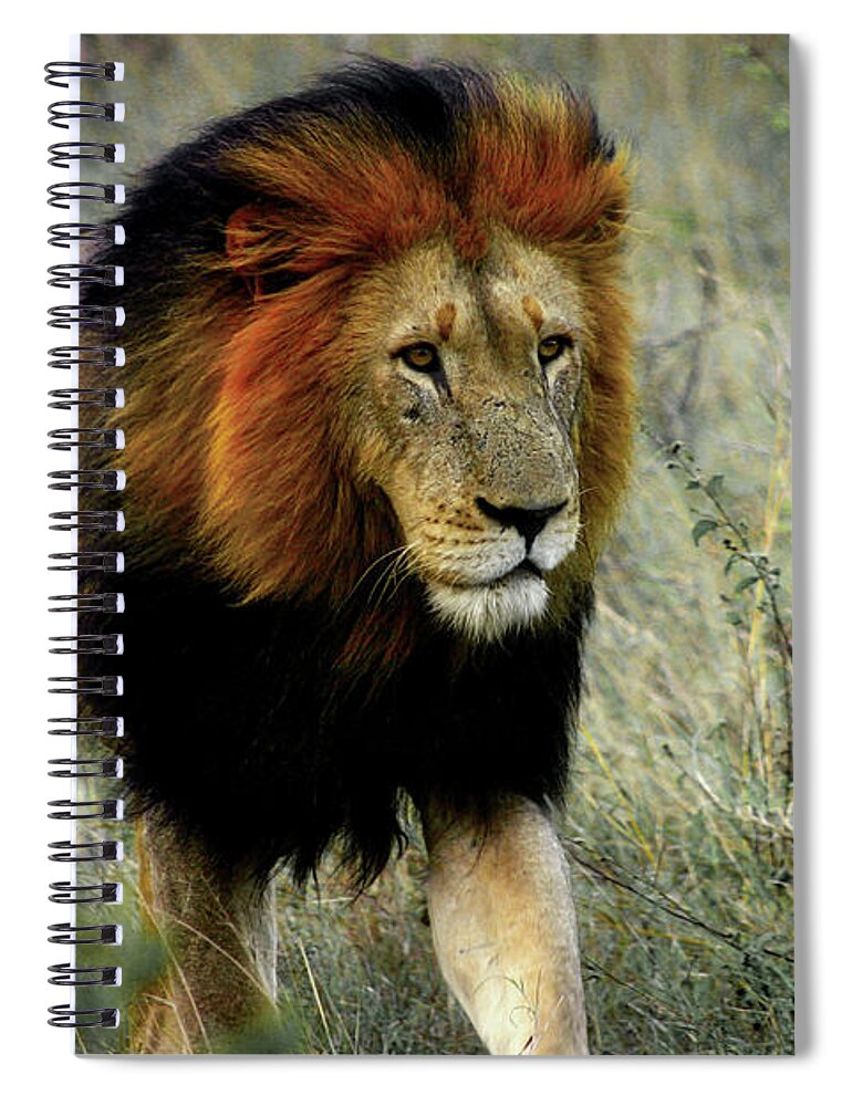 Kalahari Spiral Notebook featuring the photograph Kalahari King by Gene Taylor