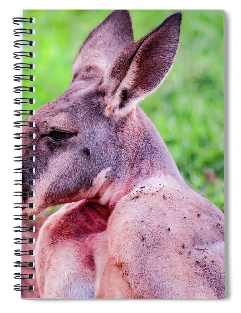 Kangaroo Spiral Notebook featuring the photograph Kangaroo portrait profile by Flees Photos