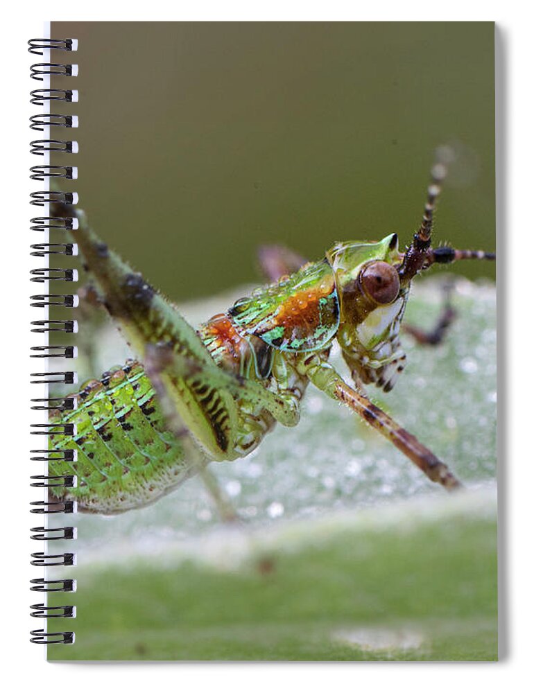 Grasshopper Spiral Notebook featuring the photograph Katydid Nymph by Karen Rispin