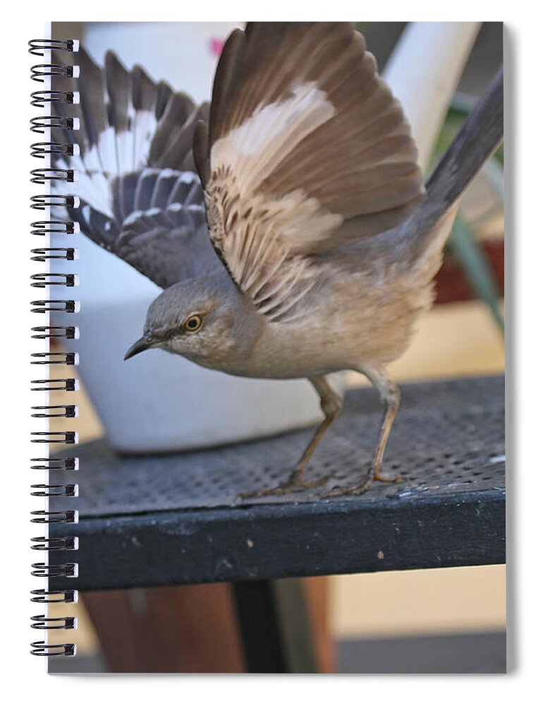 Wildlife Spiral Notebook featuring the photograph KEEP AWAY FROM MY FOOD Image Two by Patricia Youngquist
