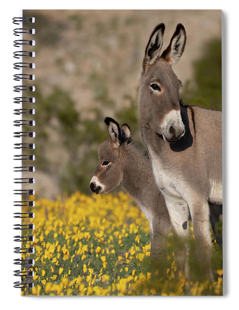 Wild Burros Spiral Notebook featuring the photograph Keeping an Eye Out by Mary Hone