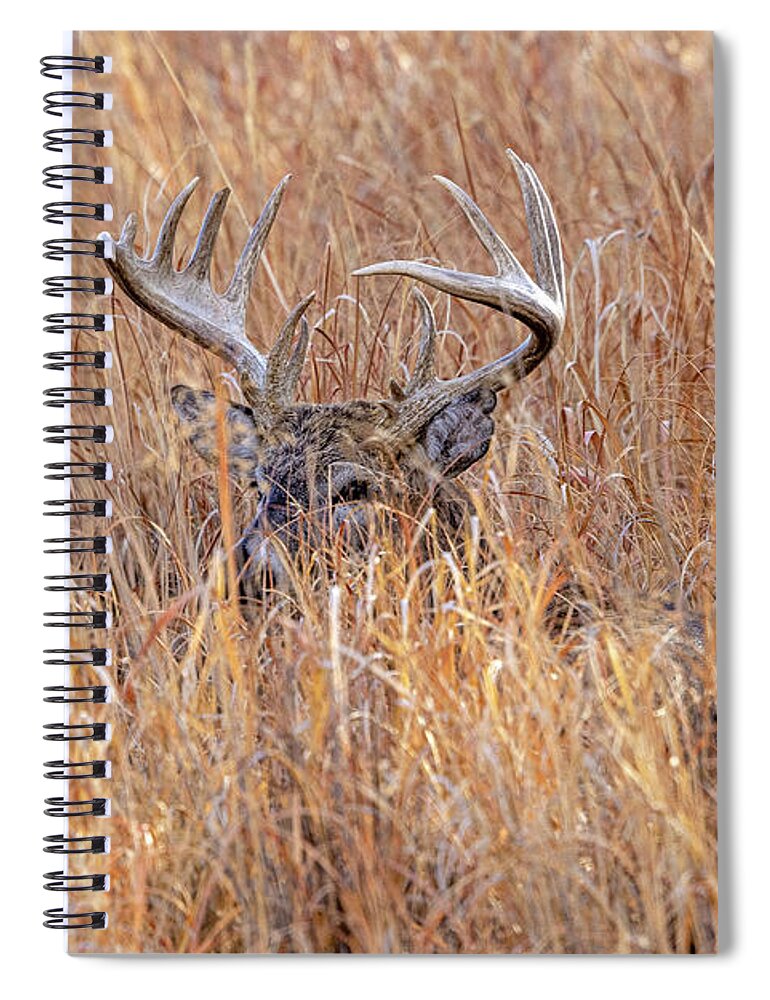 Deer Spiral Notebook featuring the photograph Keeping and Eye On You by D Robert Franz