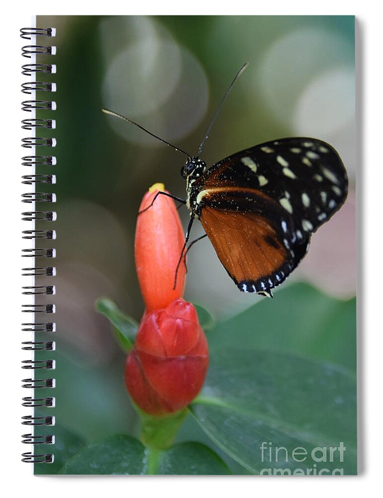 Photography Spiral Notebook featuring the photograph Key West Butterfly by Stephanie Gambini