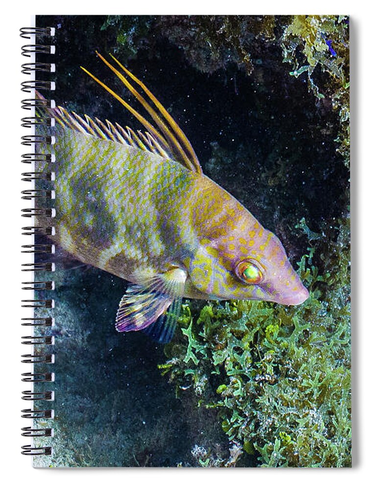 Animals Spiral Notebook featuring the photograph Keys Mascot by Lynne Browne