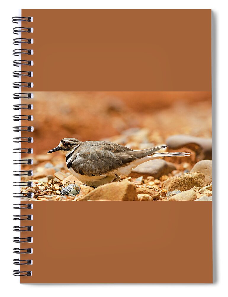Bird Spiral Notebook featuring the photograph Killdeer Bird by Jim Cook