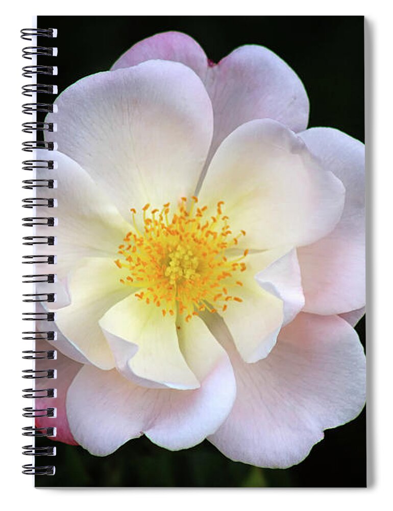 White Rose Spiral Notebook featuring the photograph Be Kind by Karen Adams