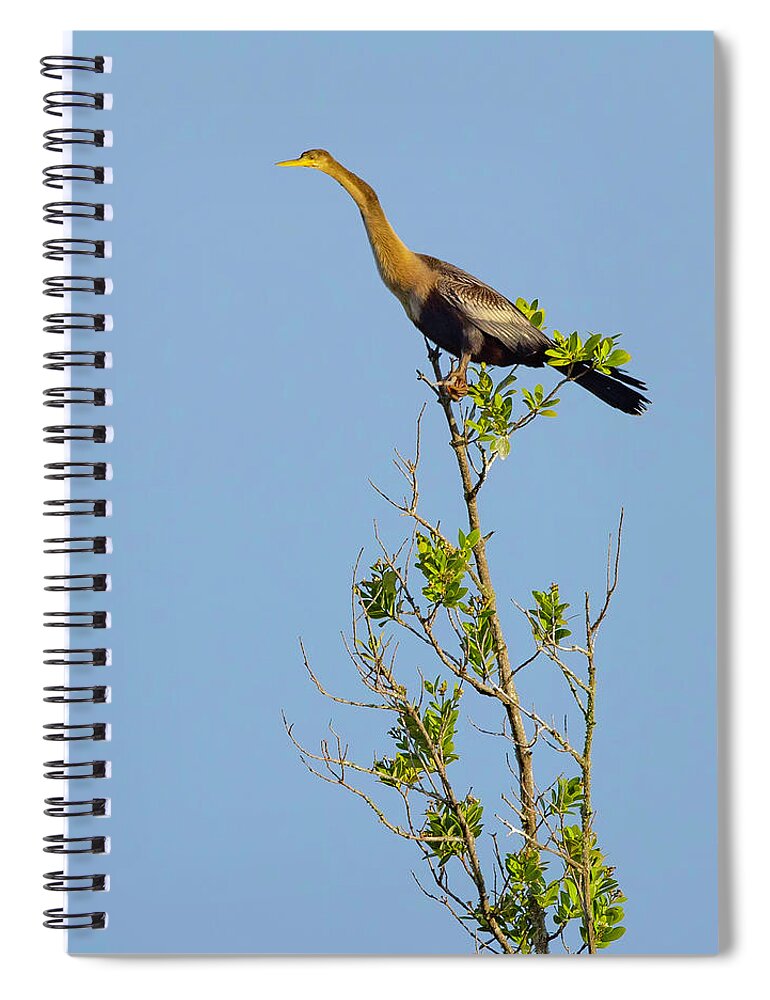 R5-2630 Spiral Notebook featuring the photograph King of the Marsh by Gordon Elwell