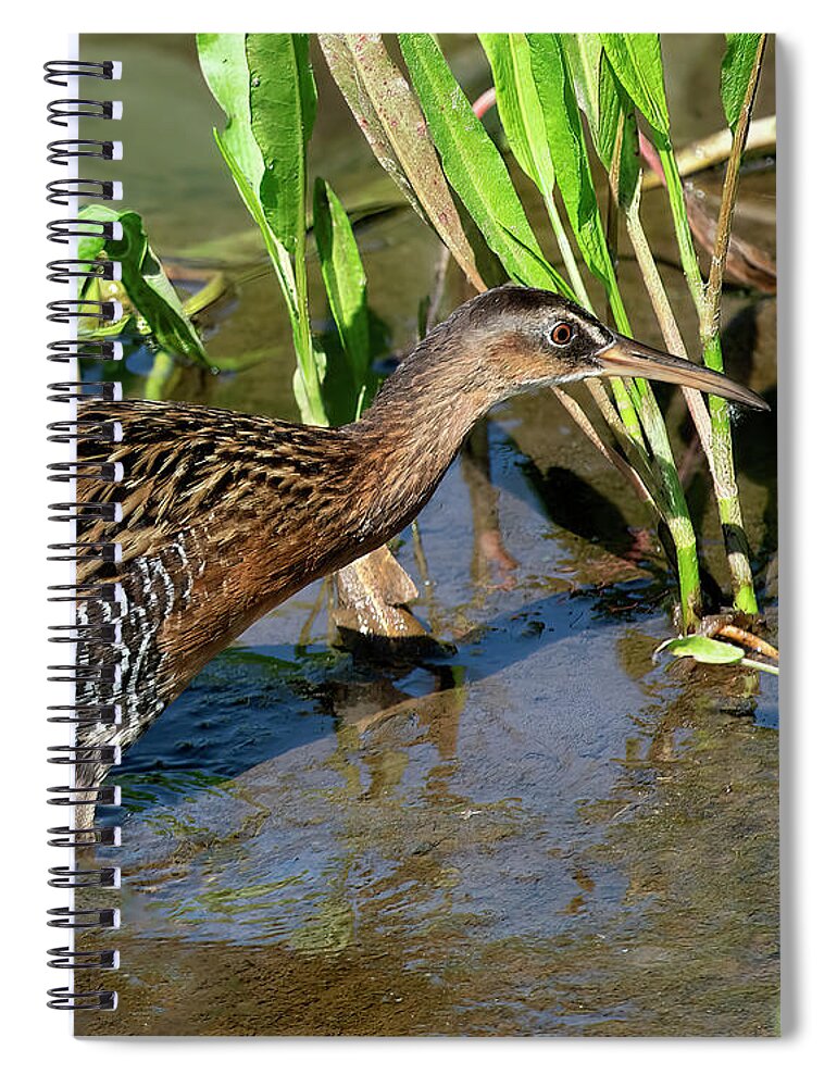 Nature Spiral Notebook featuring the photograph King Rail DMSB0238 by Gerry Gantt