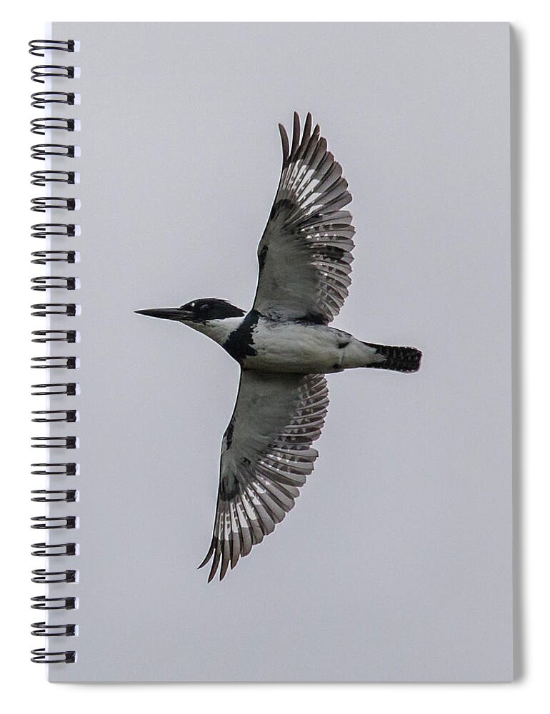 Kingfisher Spiral Notebook featuring the photograph Kingfisher Fly-by by Dorothy Cunningham
