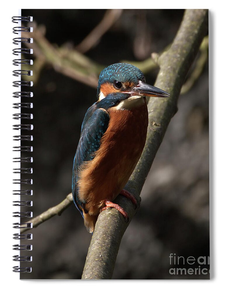 Nature Spiral Notebook featuring the photograph Kingfisher resting by Stephen Melia