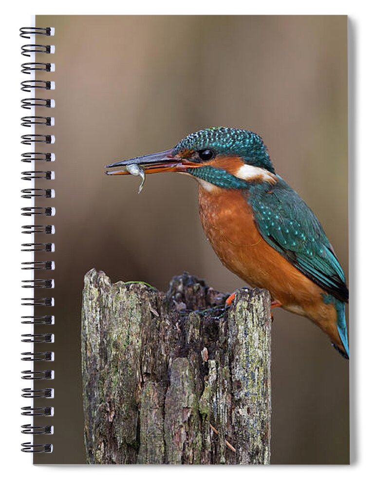 Kingfisher Spiral Notebook featuring the photograph Kingfisher With Fish by Pete Walkden
